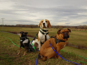 Hunde Leipzig Hundegruppe Jede Rasse
