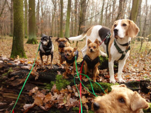 Hunde Leipzig Hundebetreuung Wald