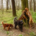 Hunde Leipzig Hundegruppe Wald Scchnüffelspiele