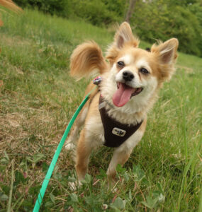 Hund Chihuahua Kunde Hundebetreuung Leipzig 