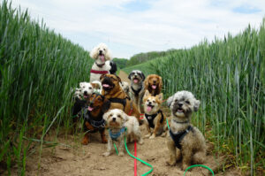 Hunde Leipzig Feld Ausflug Gassi gehen 
