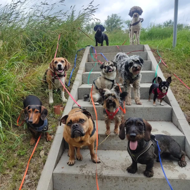 Neues Bandfoto von den Schnullerbacken 💚

#meintierfreundleipzig #gassiserviceleipzig #hundetrainerleipzig #hundebetreuungleipzig #mobilehundebetreuungleipzig #dackel #beagle #bulldog #mischling #chihuahua #lagotti #albumcover #foryou